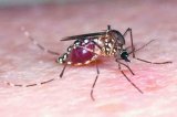 Gobierno colombiano decreta primer nivel de alerta ante "fase expansiva" del zika