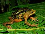 El canto de esperanza de las ranas arlequín