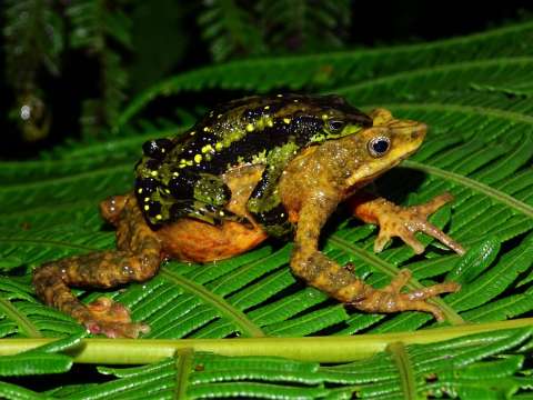 El canto de esperanza de las ranas arlequín
