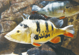 El tucunaré, el pez que invadió una represa y está acabando con peces nativos y pescadores