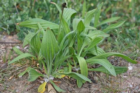 Plantago: propiedades, usos y beneficios de esta planta