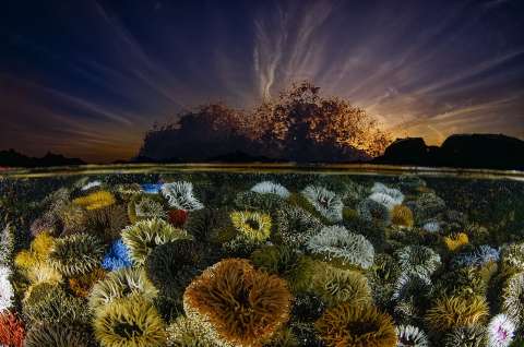 Estas son las fotografías ganadoras del concurso mundial “BigPicture 2024″