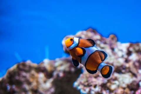 Encontrar al verdadero Nemo será cada vez más difícil por el cambio climático