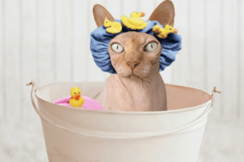 ¿Cuántas veces hay que bañar a un gato?