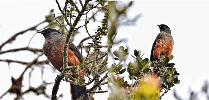 Registros del macho de la Cotinga de páramo (Doliornis remseni) en el páramo El Campanario en Calarcá, Quindío, realizados durante el primer encuentro (Fotografías: JWPC).