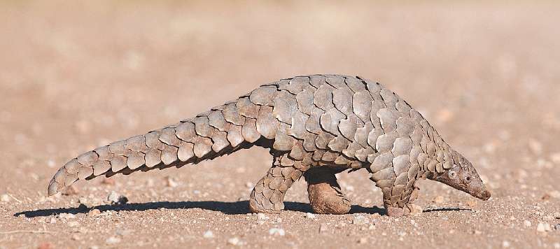 A pesar de ser uno de los animales más traficados en el mundo, se carece de un conocimiento detallado de la distribución de los pangolines en África occidental. 