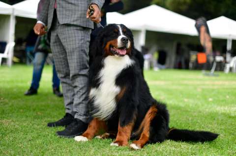 Exposiciones de belleza de mascotas: ¿qué hay detrás del título al “más bello”?