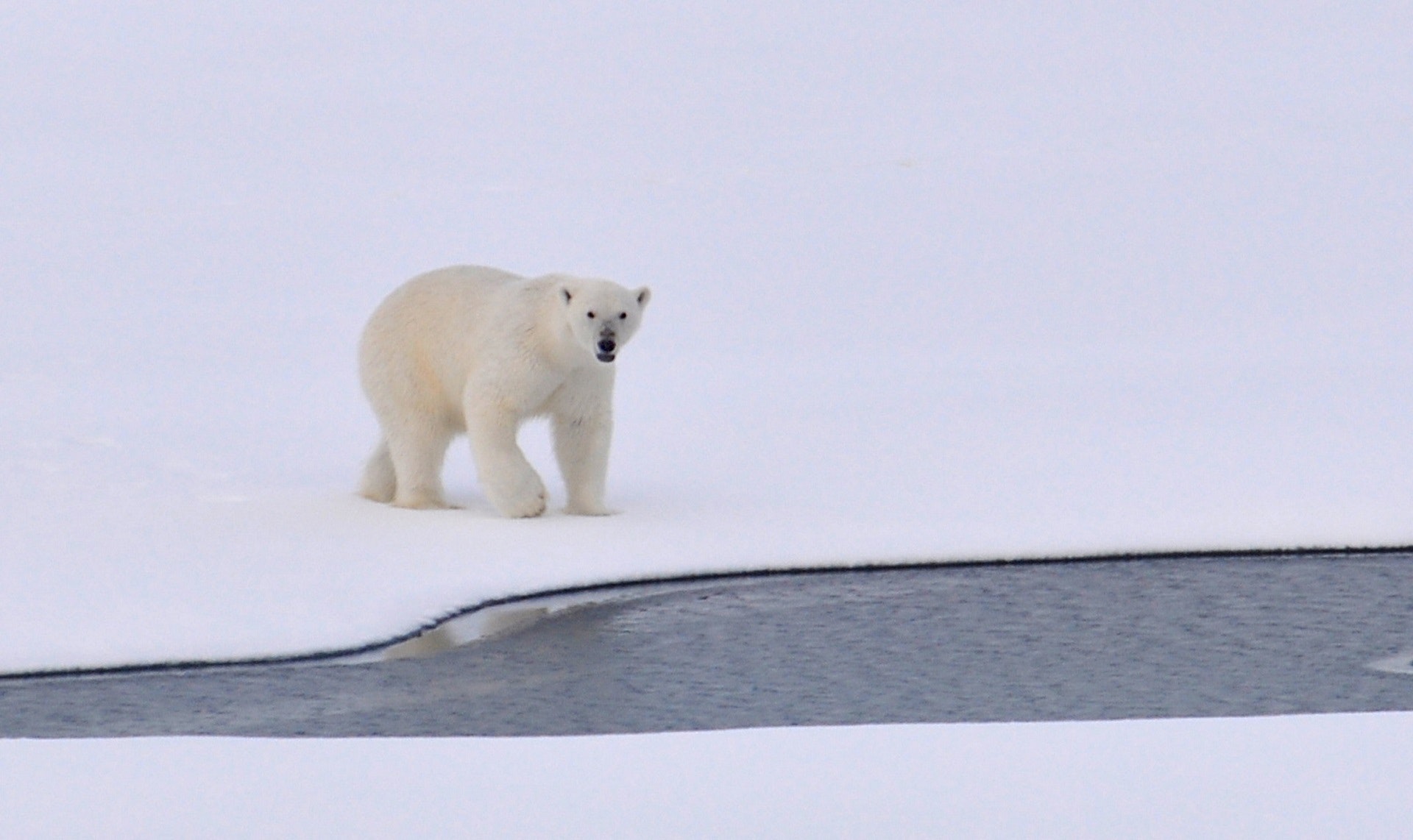 Un oso polar hiere a una turista en un archipiélago noruego en el Ártico