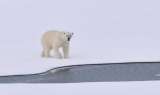 Los químicos presentes en el hielo del Ártico que amenazan a la fauna salvaje
