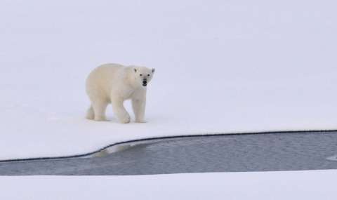 Oso polar hiere a una turista que estaba en un campamento en el Ártico