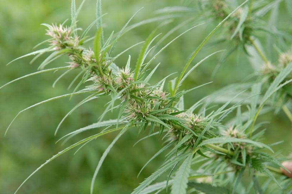 Crítica al libro ‘8 mitos de la legalización de las drogas’, presentado por la Procuraduría.