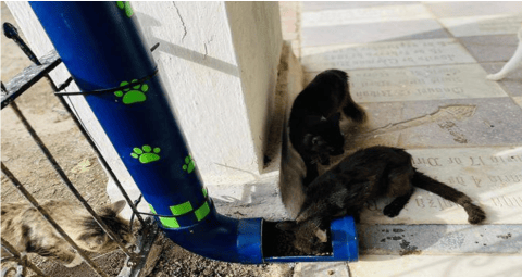 Policía instala dispensadores con comida para gatos abandonados en Mompox