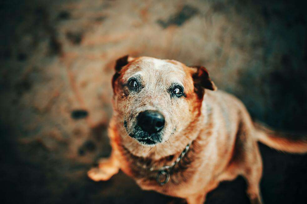 Perro viejo