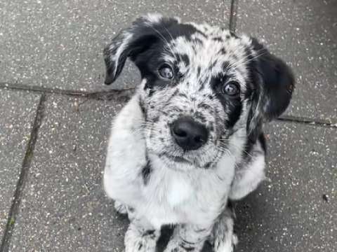 ¿Se ha preguntado cómo se ve la mezcla de un labrador y un border collie? (video)