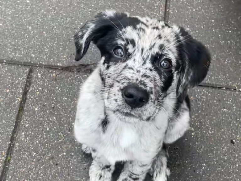 ¿Se ha preguntado cómo se ve la mezcla de un labrador y un border collie? (video)