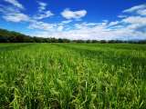 Así avanza el sector del arroz en medio de la crisis y cierre de la vía al Llano