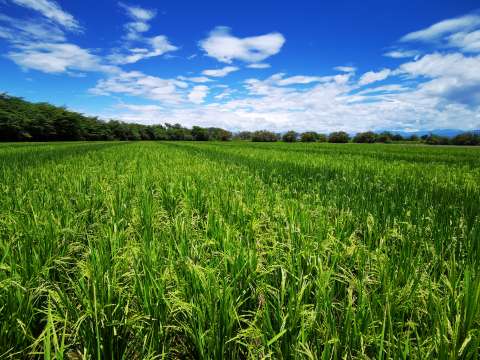Problemas como arroz: las razones detrás del paro y lo que se va a negociar