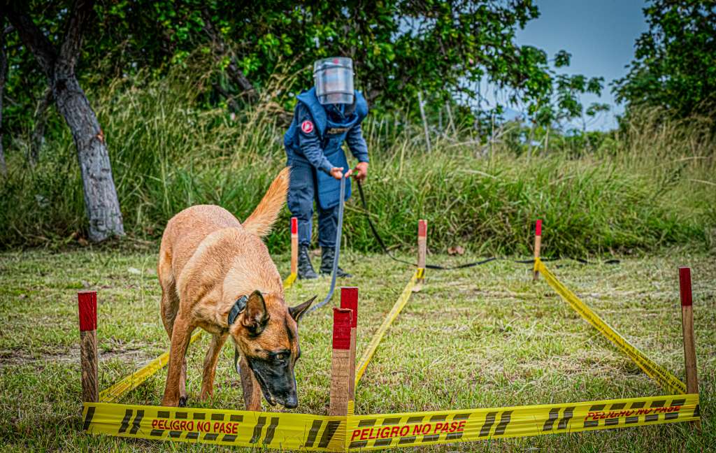 Los héroes de cuatro patas del Ejército colombiano que han salvado más de 28.000 vidas