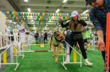 Expopet 2025: Bogotá vivirá la mayor feria  para amantes de los animales