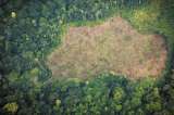 Panfletos firmados por disidencias de las FARC invitan a deforestar la Amazonia