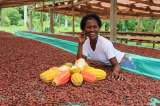 Las mujeres que cambian los recuerdos de la guerra por pepas de cacao