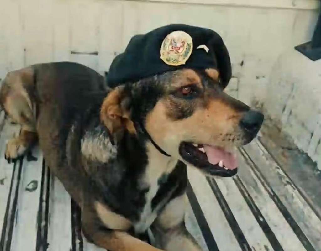 Despiden con emotivo homenaje a Vaguito, perro rescatado que acompañó por años a la Policía