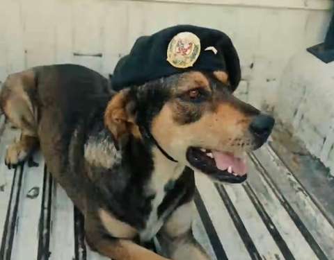 Despiden con emotivo homenaje a Vaguito, perro rescatado que acompañó por años a la Policía