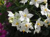Falso Jazmín: la planta de flores blancas y bonitas que es fácil de cultivar