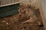 Así es el lugar que salva animales en la U. Nacional y que muchos no conocen