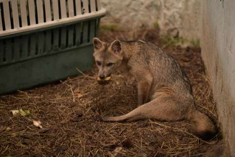 Así es el lugar que salva animales en la U. Nacional y que muchos no conocen