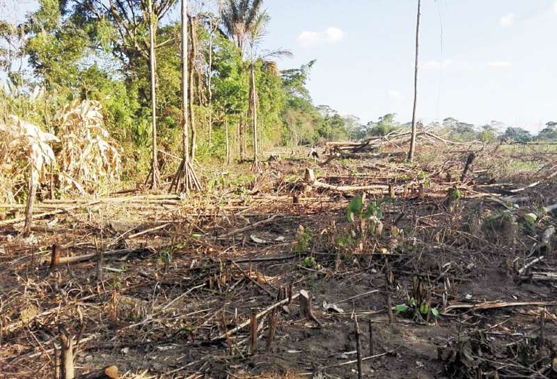 En 2012, cuando empezaron los diálogos de paz, el Ideam advirtió el incremento de la deforestación en el Meta. / Policia