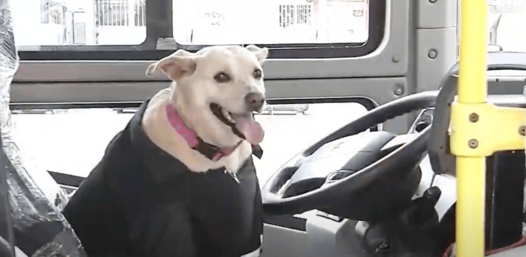 Ella es Lulú y en la ruta que conduce su dueño tiene todo lo necesario para estar cómoda.