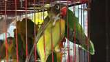 Rescatan 46 animales con signos de maltrato en Plaza Minorista de Medellín