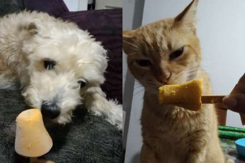 Receta: ¿cómo hacer un delicioso helado casero para tu perro o gato?