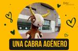 La mascota de Uniandes, una cabra sin género