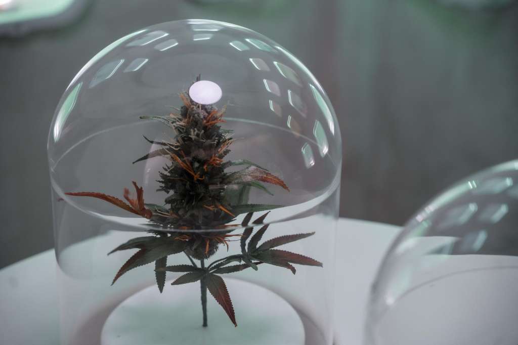 New York (United States), 23/04/2026.- A cannabis plant is displayed at a state-licensed dispensary in New York, New York, USA, 23 April 2026. The Trump administration reclassified state-licensed marijuana as a less dangerous drug. (Nueva York) EFE/EPA/Olga Fedorova