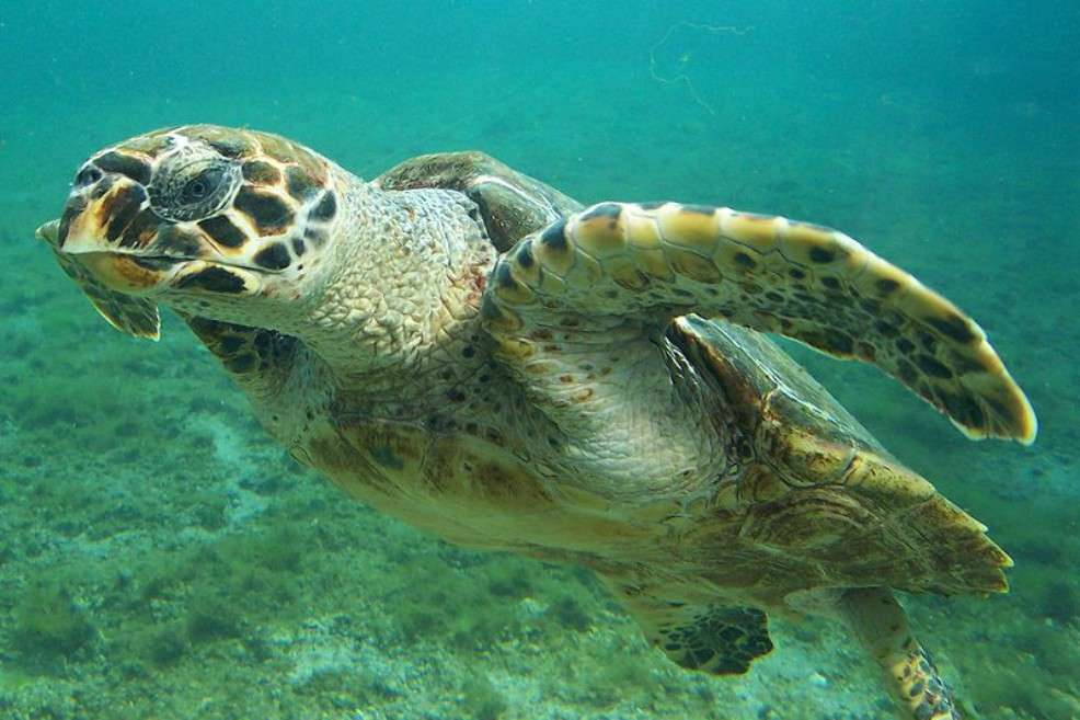 La mayor parte de sitios donde se comercia elementos relacionados con esta especie está en Cartagena. / B.navez - Wikimedia - Creative Commons