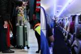 Viajar con mascotas en Avianca: requisitos, precios y registro