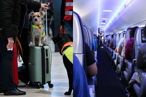 Viajar con mascotas en Avianca: requisitos, precios y registro