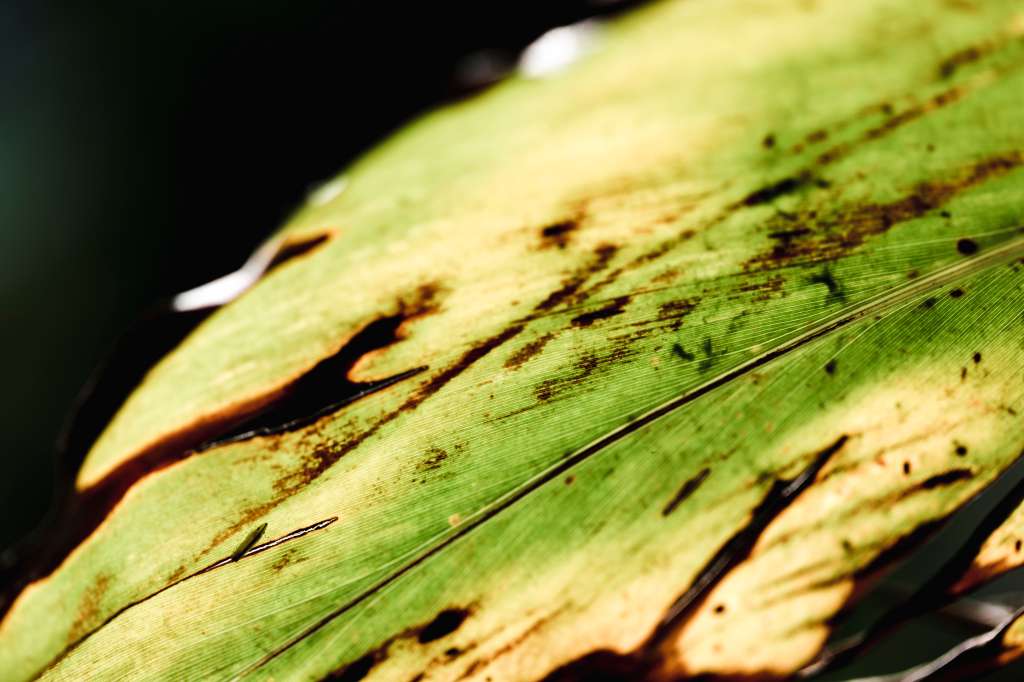 Las manchas pueden deber por hongos o causas ambientales