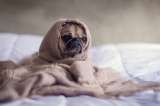 Ansiedad por separación: ¿cómo hacer que su mascota pierda el temor a estar sola?