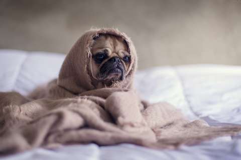 Ansiedad por separación: ¿cómo hacer que su mascota pierda el temor a estar sola?