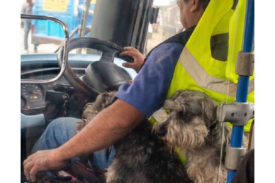 Los animales fueron abandonados por un vecino y ahora acompañan diariamente al conductor en sus rutas de servicio.