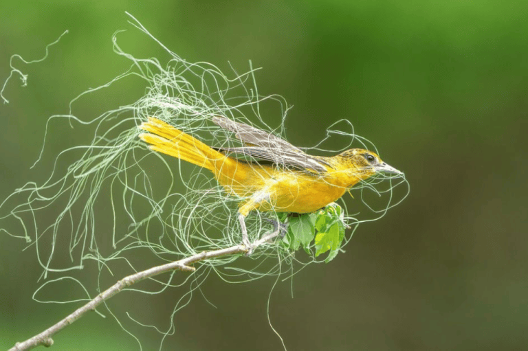 Sandra Rothenberg, ganadora del premio de ave hembra, escribió sobre su foto: "Desde que era niña, los Orioles de Baltimore han anidado en nuestra propiedad. Siempre me ha gustado observar a las hembras: acróbatas aéreas que recogen hierbas secas y largas hebras de crin de caballo de la granja adyacente de mi hermana".