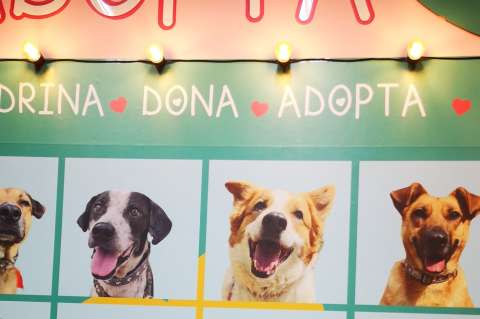 Alma Perruna: así es como las segundas oportunidades salvan almas de cuatro patas