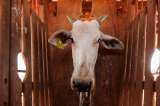 3.000 vacas uruguayas en apuros: Turquía rechazó el ganado y está a la deriva en Libia
