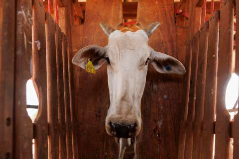3.000 vacas uruguayas en apuros: Turquía rechazó el ganado y está a la deriva en Libia