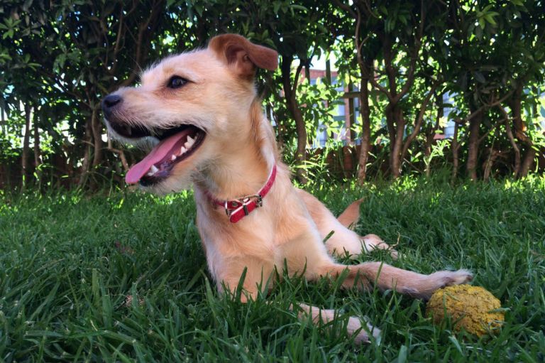 Bogotá dedicará una semana a la protección y el bienestar animal