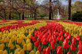 ¿Quiere ver tulipanes? Cinco festivales alrededor del mundo que le gustarán