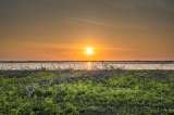 Una de cada seis especies en el mundo estuvo expuesta a temperaturas sin precedentes en 2024